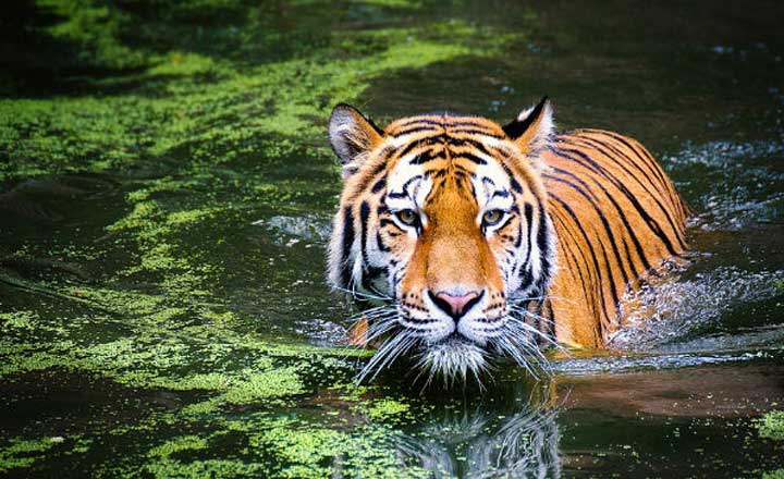 Wild Escape to Corbett
